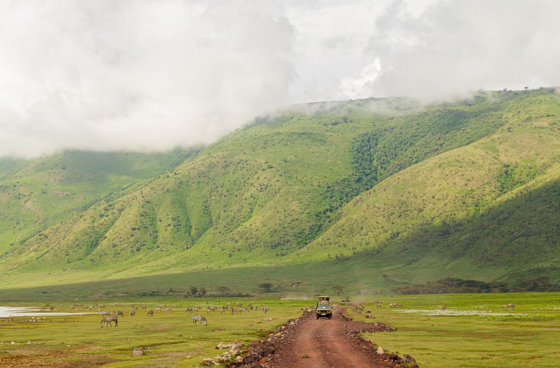 Elephant herd in front of Mount Kilimanjaro