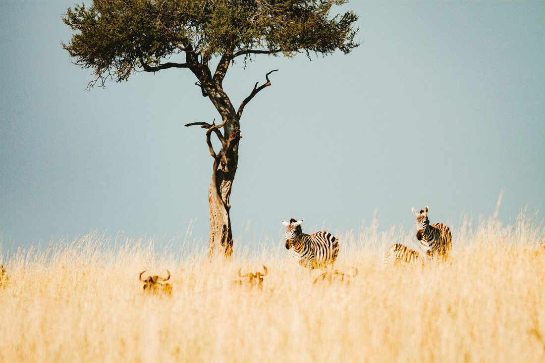 Wildebeest migration at sunset on the Serengeti plains
