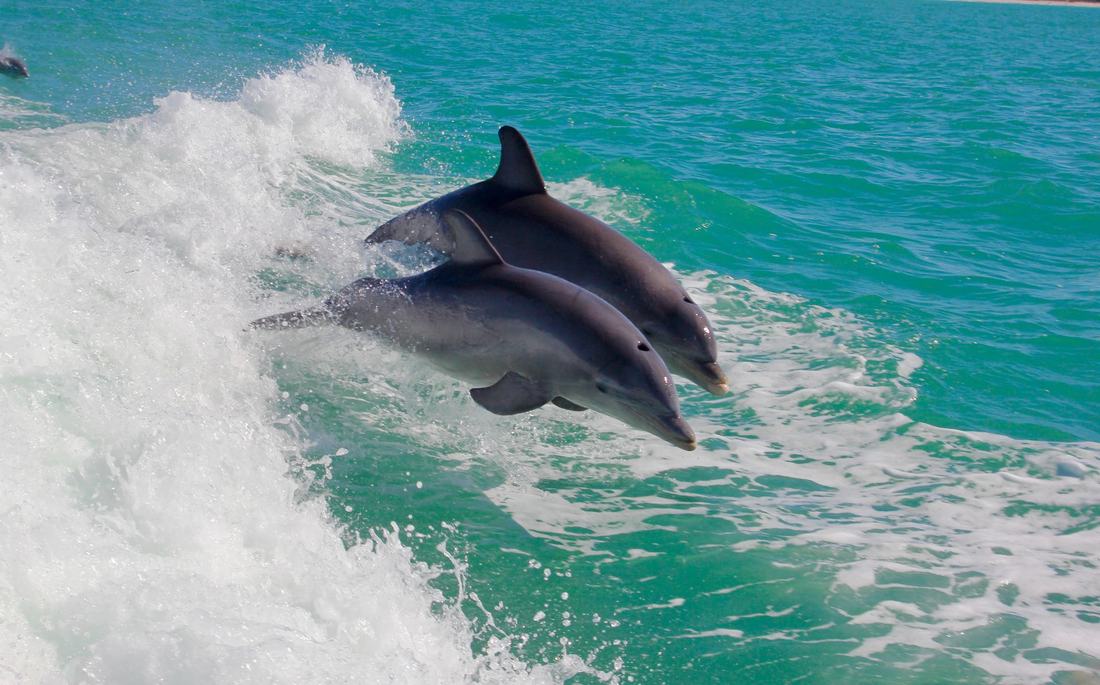 Spinner dolphins swimming off Kizimkazi, Zanzibar