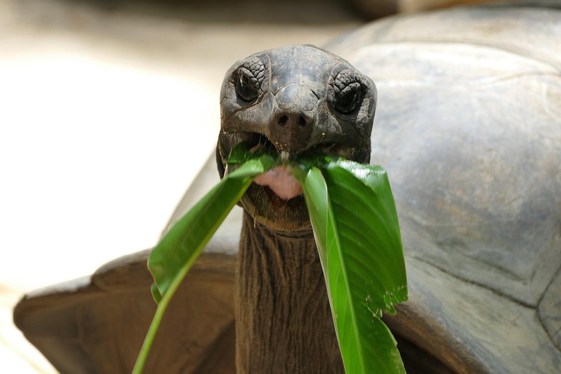 Giant Aldabra tortoise on Prison Island, Zanzibar